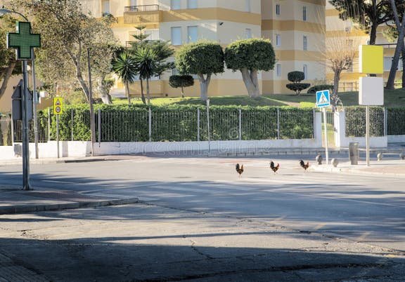 Image: Descubre el Misterio de la Ruta de Pollo en España: Jugar con Pasión